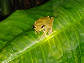 Tree Frog