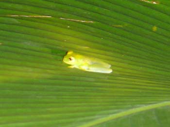 Glass Frog
