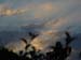 Jungle Sky
