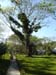 Big Tree