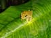 Tree Frog