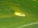 Glass Frog